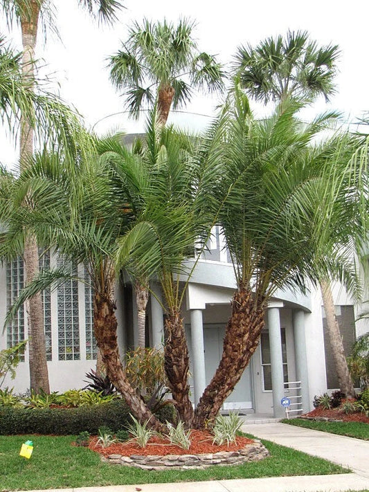 Senegal Hybrid Date Palm Tree - 5 Years Old, 16-22 Inches - Phoenix reclinata