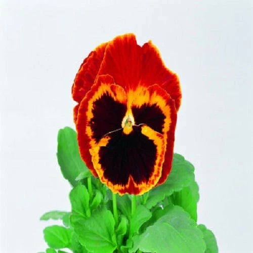 Pansy Seeds 50 Pack Swiss Giant Red & Gold Viola wittrockiana
