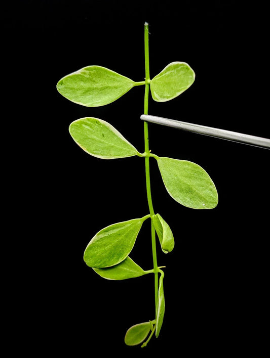 Dischidia Oiantha Variegata Cutting - Rare Variegated Houseplant for Propagation or Plant Collection