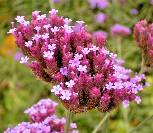 Tall Verbena Seeds, 250 Count, Purple Flowers, Hardy, Verbena bonariensis, Easy to Grow