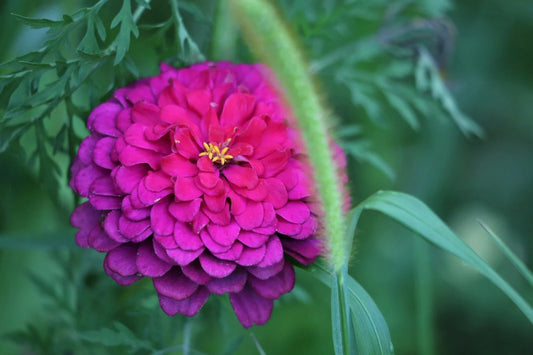 Zinnia Seeds - Purple Prince Heirloom - 20+ Seeds - Zinnia elegans - Free US Shipping - US Seller