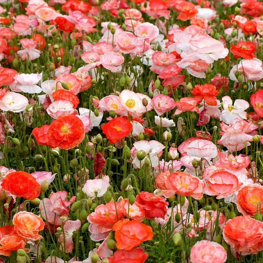 Double Shirley Poppy Seeds 1000+ Mixed Color Flower Seeds - Papaver rhoeas - USA Seller, Free Shipping
