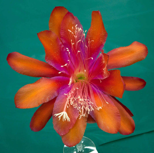 Epiphyllum Hybrid Starter Pot 4" 'Tel Star' Cactus Plant, Fully-Rooted, Exotic Flowering Succulent, Epiphyllum spp.