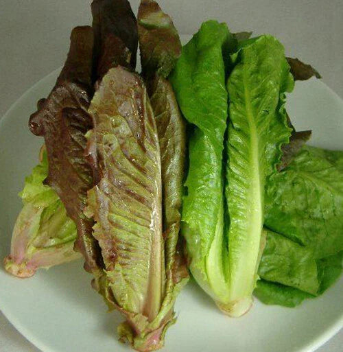 Red Romaine Lettuce Seeds - 500+ Count - Lactuca sativa - Heirloom Salad Greens - USA Grown