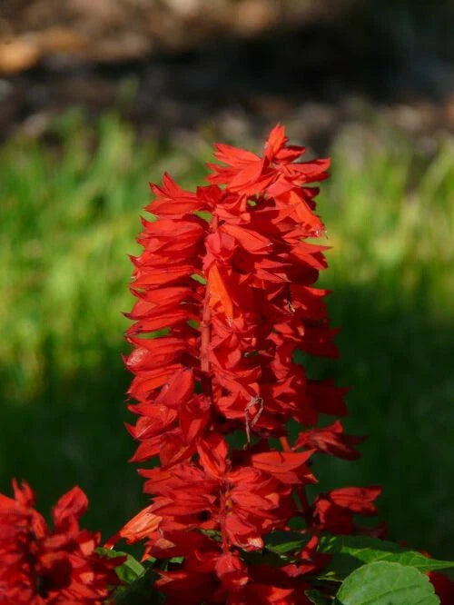 500+ Sage Seeds | Scarlet Red Medicinal Herb Wildflower | Salvia Coccinea