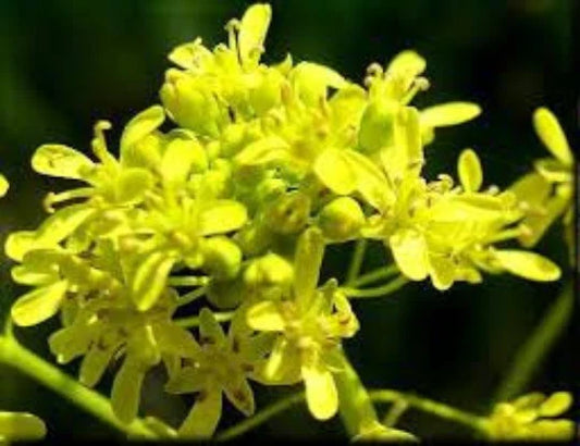 Woad Seeds, 100 Pack, Chinese Woad, Da Qing, Qing Dai, Isatis indigotica, Medicinal Herb Seeds