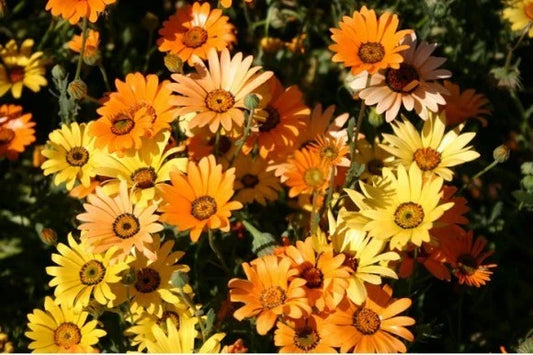 Dimorphotheca Flower Seeds - Mixed Colors - 2 Inch Flowers for Arrangements - African Daisy Seeds