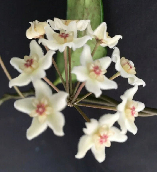 Hoya Oblongacutifolia Plant in 2.5" Pot - Rooted Hoya Species, Easy Care Houseplant, Tropical Indoor Plant