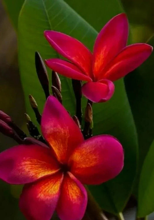 Hoya fitchii Rooted Plant in 2.5" Pot | Tropical Houseplant | Easy Care Indoor Plant | Hoya Plant