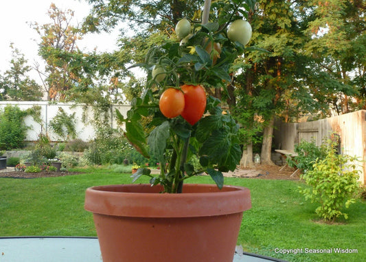 Roma Tomato Seeds - 20 Seeds for Canning & Salads - Solanum lycopersicum - Ideal for Window Boxes