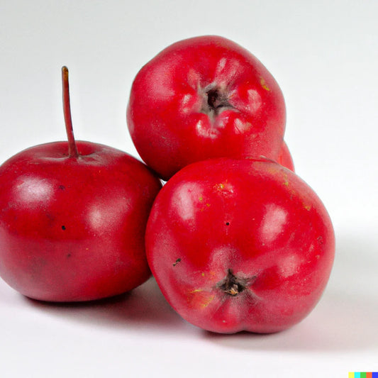 Robusto Red Apple Seeds - 10 Pack - Malus x robusta - Fast Growing Edible Crab Apple Fruit Tree