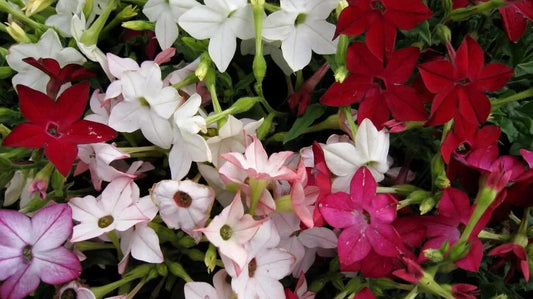 Tobacco Jasmine Seeds - 1000 Count - Night Scented Fragrant - Philadelphus spp.
