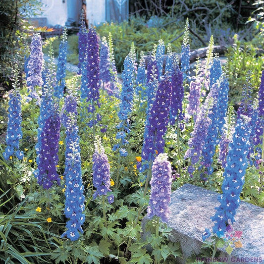 Blue Mix Delphinium Seeds - 200+ Seeds for Garden Planting - Delphinium elatum - USA