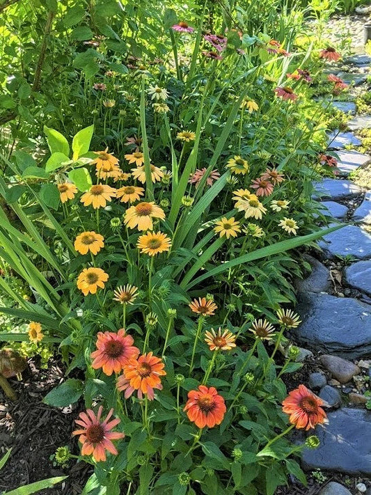 Echinacea Coneflower Plants - Cheyenne Spirit Variety - 10+ Perennial Plants - Easy Care, Drought Tolerant