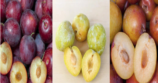 Emerald Grenade Sweet Pluot Triple Pack - 15 Scions - Pluerry Variety - Fruit Tree Scions for Grafting