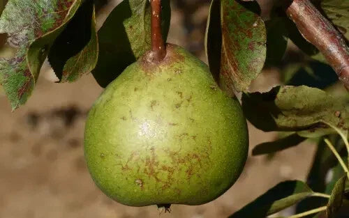 Old Home Pear Seeds - 25+ Pack for Garden Planting - Pyrus communis - USA Grown - Non-GMO