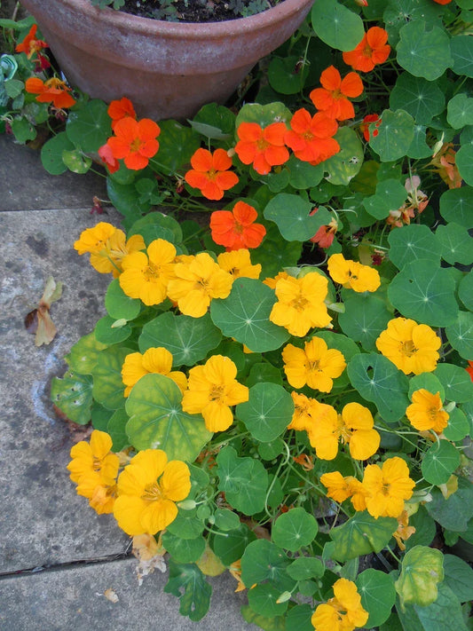 Nasturtium Seeds - 30 Seeds - Jewel Mix Edible Flower - Tropaeolum majus