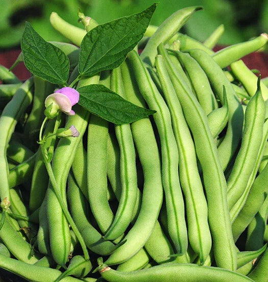 Tendergreen Improved Green Bush Bean Seeds - Stringless, Heavy Producer - 15+ Seeds - USA