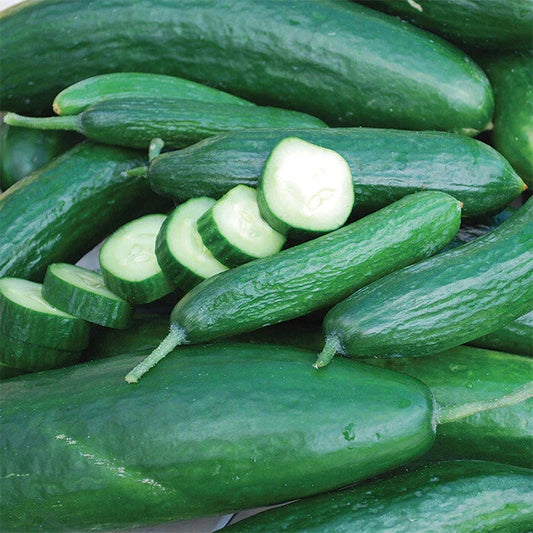 Muncher Cucumber Seeds 50+ Heirloom NON-GMO Vegetable Garden Seeds (Cucumis sativus) - USA, Free Shipping