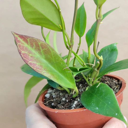 Hoya Sunrise Live Plant in 4” Pot - Rare Indoor Houseplant - Hoya Carnosa - Easy Care, Beautiful Variegated Foliage