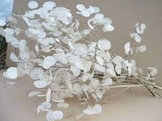 Lunaria Biennis Seeds 100 Count - Money Plant, Silver Dollar, Honesty, Moonwort
