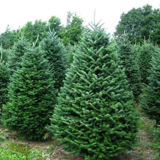 Noble Fir Live Bareroot Tree 10-16" Tall - Abies Procera - Cold Hardy Plant for Zones 5-6