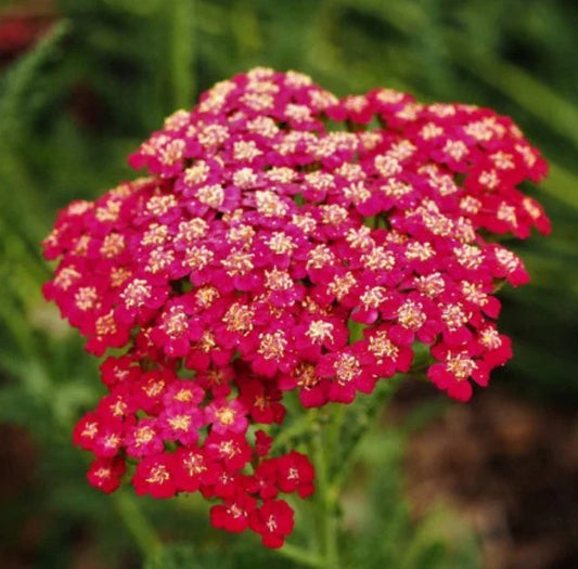 Yarrow Seeds - 1500 Non-GMO Red Rubra Perennial Cut Flowers for Pollinators - Achillea millefolium