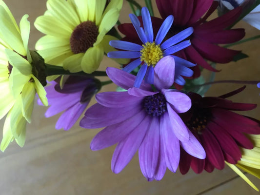 Daisy Color Mix Seeds 150 Count - Mixed Colors - Bellis perennis