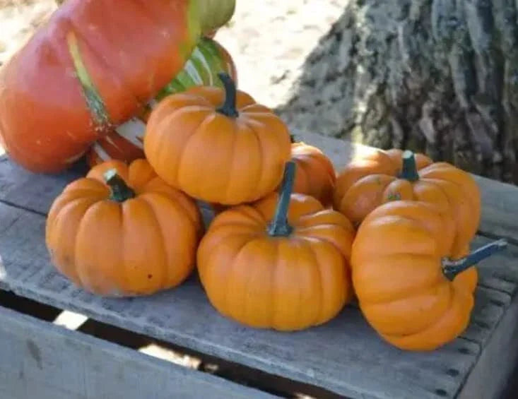 Orangita Pumpkin Seeds - 10 Pack - Small Orange Pumpkins for Planting - Cucurbita pepo