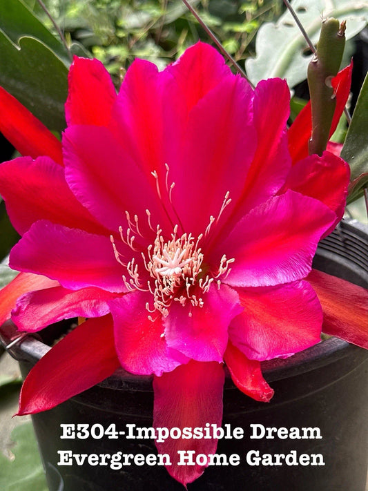 Epiphyllum Orchid Cactus 4” Starter Pot “Impossible Dream” - Rooted Houseplant for Home Decor, Tropical Indoor Plant