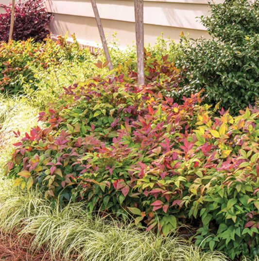 Dwarf Firepower Nandina Shrubs - Live Plants in 2.5" Pot - Nandina domestica