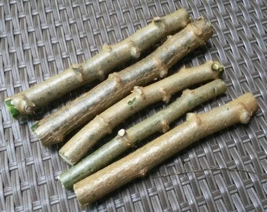 Cassava Cuttings 4 Pack Sweet Jamaica Red Manihot Esculenta Organically Grown