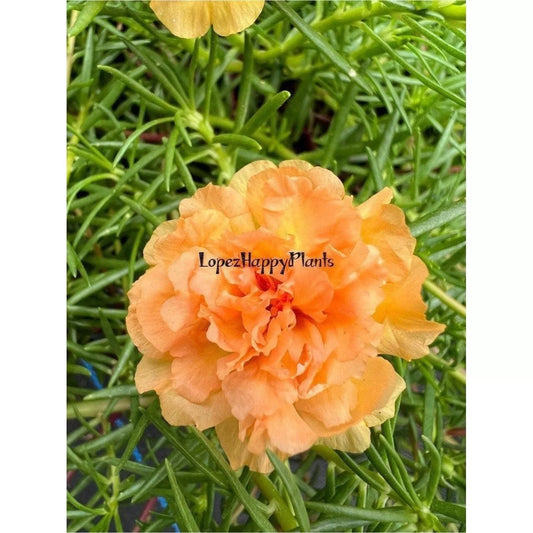 Unrooted Cuttings, INTAN Color, Portulaca grandiflora - Vibrant Succulent Plants for Home or Garden Decor