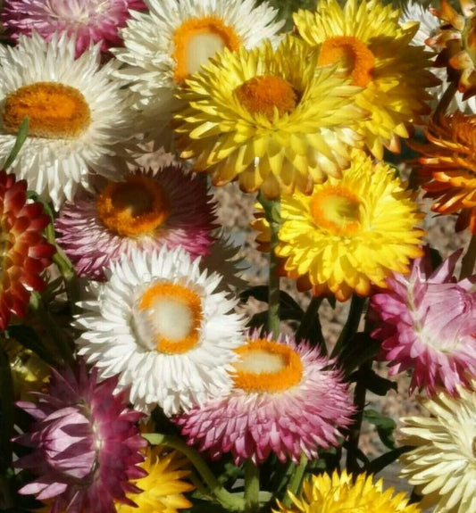 Strawflower Seeds 500+ Annual Mixed Colors Helichrysum, Red & Orange - Drought-Tolerant Garden Flowers