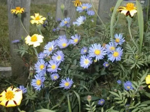 Aster Seeds - 215 Count New England Aster Mix - GroCo USA - Wildflower Seed Mix for Garden Planting