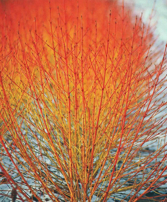 40 Winter Flame Fire Bush Hedge Seeds | Bloodtwig Red Dogwood | Cornus Sanguinea