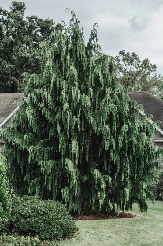 Port Orford Cedar Tree Seeds - Chamaecyparis lawsoniana - 25+ Premium Seeds - Evergreen Conifer for Landscaping