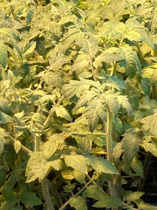 Lot of 2 Mortgage Lifter Tomato Live Plants, 6-10 Inches, Heirloom Variety, Solanum lycopersicum