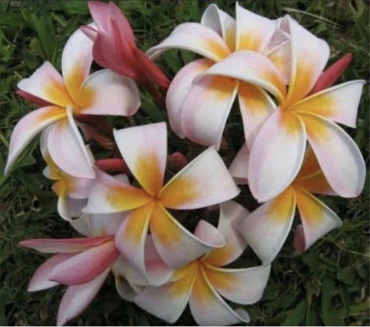 Rooted Plumeria Plant Cutting - Stargazer, 12" with 1 Tip - Plumeria spp.