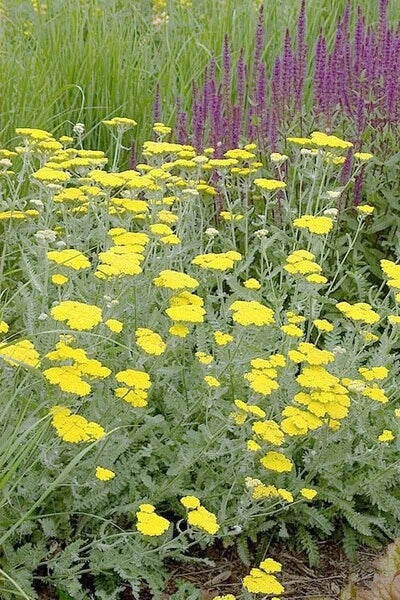 Yarrow Live Starter Plant - Moonshine Variety - Achillea millefolium - Free Shipping