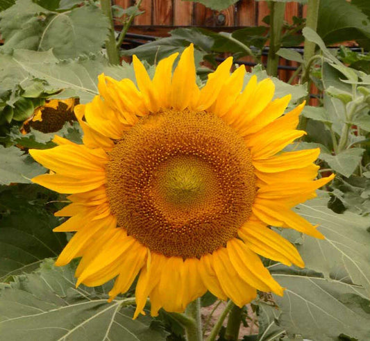 Dwarf Incredible Sunflower Seeds | 100 Non-GMO Seeds | Safe for Bees | 8" Flowers | Helianthus annuus