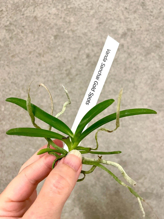 Vanda Orchid Plant - Sanchai Gold Spots Variety - SapphireChild Orchids - Exotic Flowering Houseplant