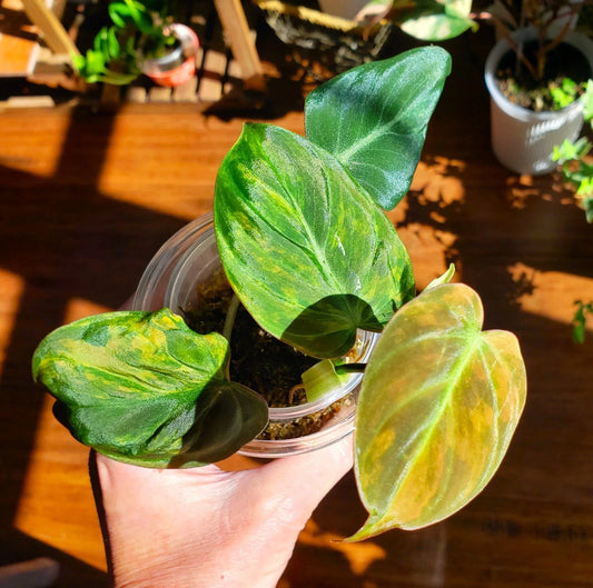 Rooted Philodendron Variegated Micans Plant - Pink Micans Aurea - Healthy Cutting from Parent Plant