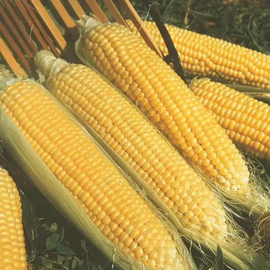 Kandy Korn Sweet Corn Seeds - Early Hybrid, SH2 High Sugar Content, Zea mays 'Kandy Korn'