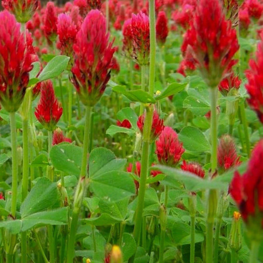 Crimson Clover Seeds | NON-GMO Cover Crop | Heirloom Garden Seeds | Trifolium incarnatum