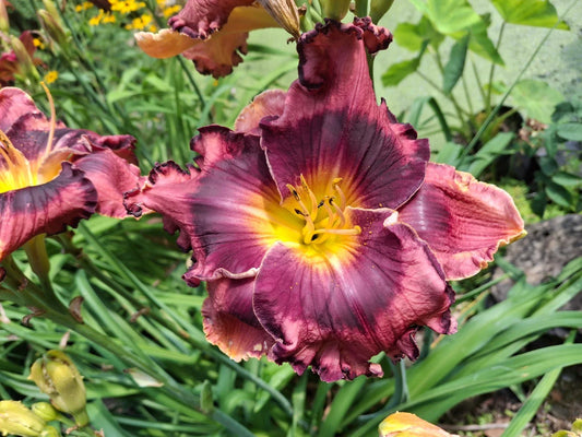 Hemerocallis 'When The Band Played On' Daylily Bareroot - One Mature Eye, Perennial Flowering Plant