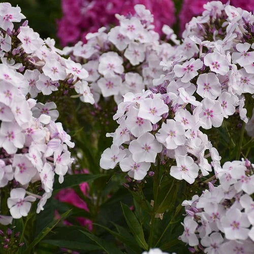 Party Girl Phlox Seeds - 100+ Pack for Garden Planting - Phlox paniculata - USA Grown - Free Shipping