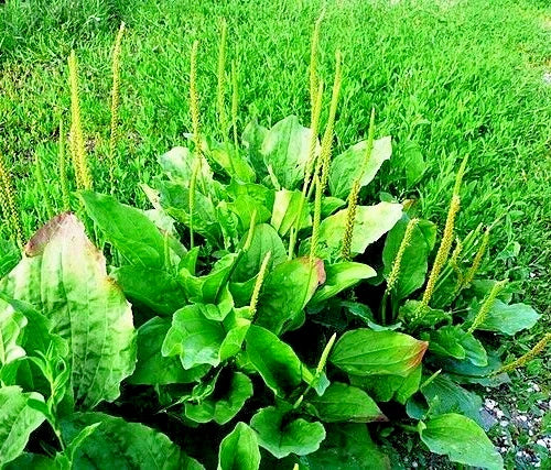Wide Leaf Plantain Seeds 500 Count, Plantago Major, Easy to Grow, Herbal Remedies, Garden Plant, Medicinal Uses