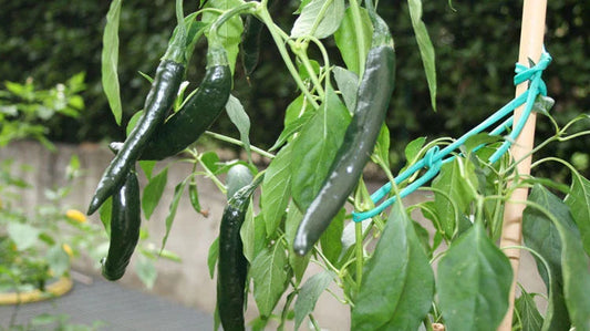 Pasilla Bajio Pepper Seeds - Mildly Hot & Sweet - Slender 8-14 Inch - Unique Variety - Capsicum annuum