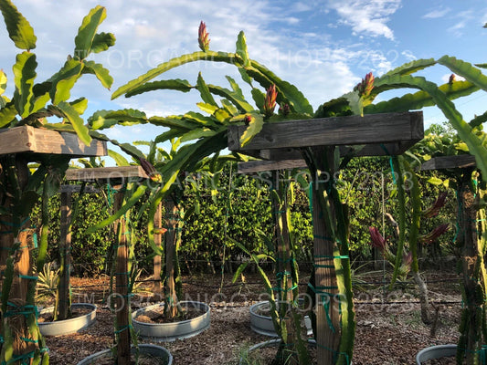 Dragon Fruit Cutting - Multiple Varieties - Hylocereus spp. - Tropical Edible Cactus Plant